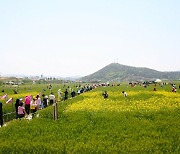 영광군, 오는 12-13일 찰보리문화축제 개최