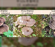 능이버섯으로 둔갑해 판 수입 버섯…중국산 3건 가짜