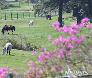 제주 대체로 맑고 일교차 커…낮 최고 21~24도