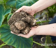 기능성 작물 '토란' 소비 확대…떡볶이 밀키트 나온다