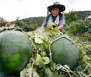 광주 특산품 무등산수박 사라질 위기…광주시, TF 구성(종합)