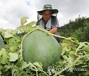 '임금님 진상품' 무등산 수박 살리자…광주시, 육성 방안 구상