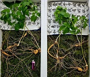 '심봤다' 올해 첫 '천종산삼' 발견…감정가 1억 2천만원