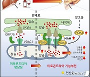 "미토콘드리아 기능저하 원인 규명…알코올성 간질환 새 치료법 찾았다"