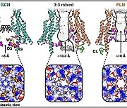 국내 연구진, 생체세포 간 연결 채널 '커넥신' 구조 밝혀