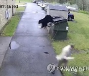 West Virginia Bear Scare