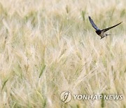 제비의 보리밭 저공비행