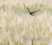 제비의 보리밭 저공비행