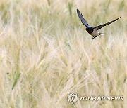 제비의 보리밭 저공비행