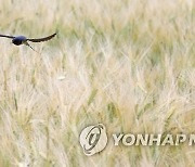 제비의 보리밭 저공비행