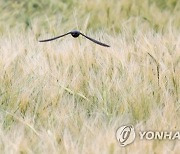 제비의 보리밭 저공비행