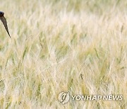 제비의 보리밭 저공비행