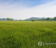 부여는 지금 초록의 바다