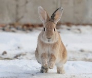 밀폐 플라스틱 용기에 토끼 가둬 죽게 한 주인…동물학대 무죄 왜?