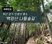 [하루만보] 부산 걷기·인생샷 명소 ‘백양산 나들숲길’