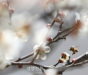 경북 ‘꿀벌 실종’은 진행 중…꿀 품귀 현상까지