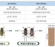 서울서 7년 만에 소나무재선충병 발생…"긴급 방제체계"