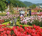 4년 만에 돌아온 '천만송이 장미 대향연'…삼척장미축제 20일 개최