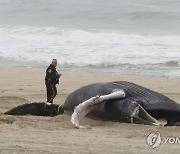 Offshore Wind Dead Whales