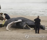 Offshore Wind Dead Whales