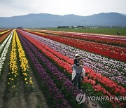 Canada Tulip Festival