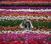 Canada Tulip Festival