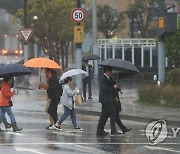 비 내리는 제주 도심