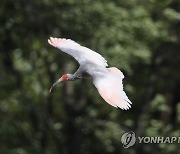 따오기 30마리 방사…2019년 이후 270마리 자연으로