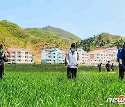 북한 "밀과 보리 비배관리도 '주체농법' 요구대로"