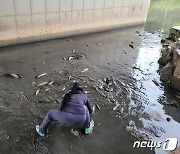 충남 천안천서 물고기 집단 폐사…비 때문에 하수 역류 추정