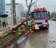 어린이날 광주·전남 많은 비..뱃길 통제·가로수 전도 잇따라