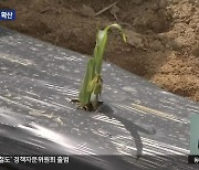 농촌 폐비닐을 줄이자…생분해성 필름 보급 확산