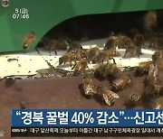 “경북 꿀벌 40% 감소”…신고센터 운영