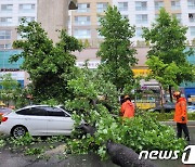 봉화 석포 145㎜·울릉 141.5㎜ '폭우'…대구·경북 피해신고 40여건(종합2)