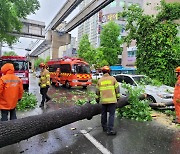 나무 쓰러지고 낚시꾼 고립...전국서 비바람 피해