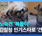 노숙하던 벌금 체납자 강아지…검찰청으로 온 사연은? [주말엔]