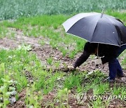 충북 흐리고 가끔 비…예상 강수량 10∼40㎜