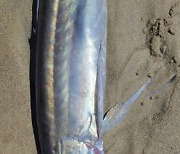 Washed Up Fanged Fish