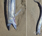 Washed Up Fanged Fish