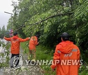 대전·충남에도 사흘째 많은 비…전신주·가로수 곳곳서 쓰러져