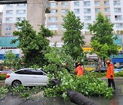 비 주춤하니 강풍…대구서 나무가 차량 덮치고 축대 무너지고(종합)