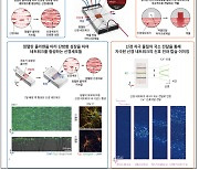 뇌신경 네트워크, 체외 3차원 환경에서 조절한다…"뇌연구 발전 기대"