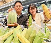 "달콤·아삭 초당옥수수 맛보세요"…현대百, 초당옥수수 할인 판매