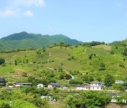 하동 녹색 茶대전, 누가 ‘천년의 차향’ 왕좌 차지할까[수토기행]