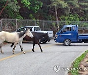 춘천서 말 2마리 우리 탈출해 도로 활보