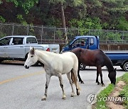 춘천서 말 2마리 우리 탈출해 도로 활보