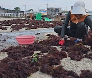 후쿠시마 오염수, 해녀무형문화유산 소멸  걱정