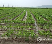 전남지역 '논 타작물 재배 전환' 목표 초과