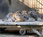 서울대공원서 '멸종위기 1급' 시베리아호랑이 폐사·치료(종합)