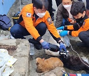 부산 수영구 빈집 화재로 개·고양이 14마리 숨져